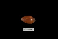 藏品(耳螺科)的圖片